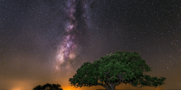 1920x1200 Tree Galaxy Milky Way Night Stars wallpaper | 1920x1200 | 171741