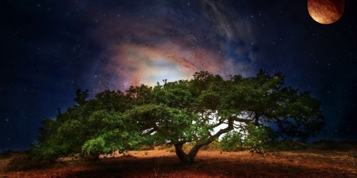 1244x700 Tree art planet light fantasy sci-fi galaxy sky stars wallpaper