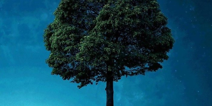 949x1688 Tree of Life | Wallpapers in 2019 | Tree wallpaper iphone, Tree