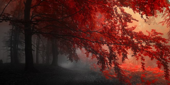 1920x1080 Wallpaper's Collection: «Red Wallpapers»