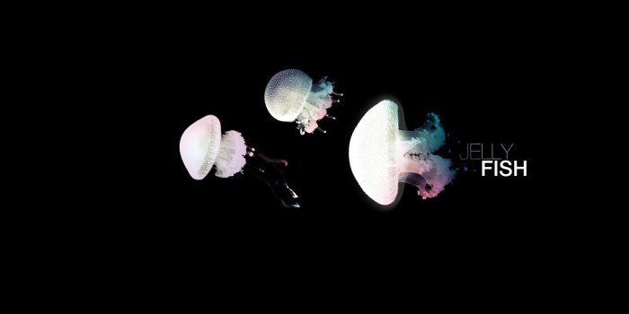 1600x1200 Download Standart 4:3 1600x1200 - Forever Alone, Jelly Fish Wallpaper