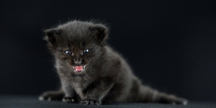 2560x1440 78+ 1440P Desktop Wallpapers on WallpaperPlay