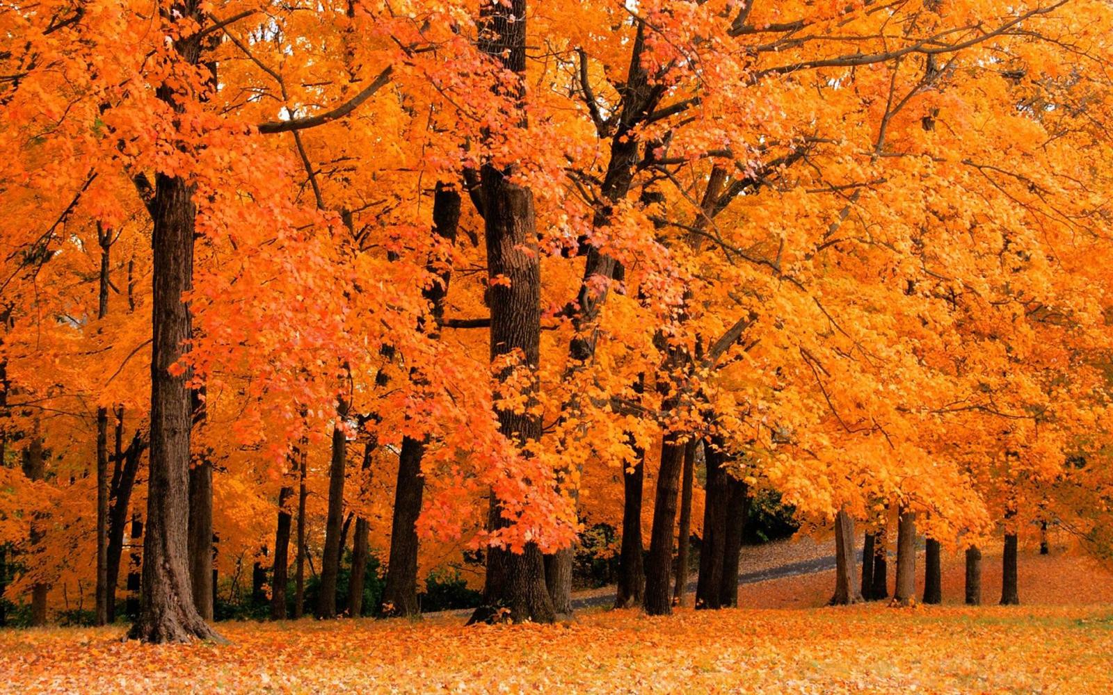 1920x1200 Fall themed desktop backgrounds - SF Wallpaper