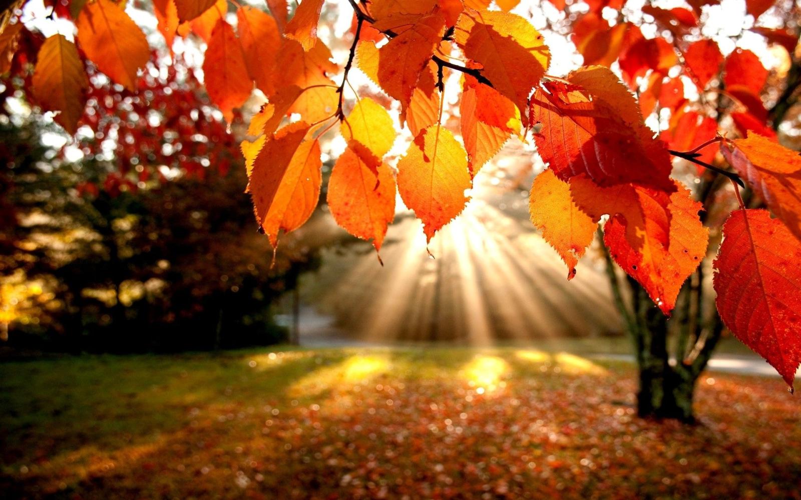 1920x1200 Autumn Wallpaper Backgrounds (60+ images)