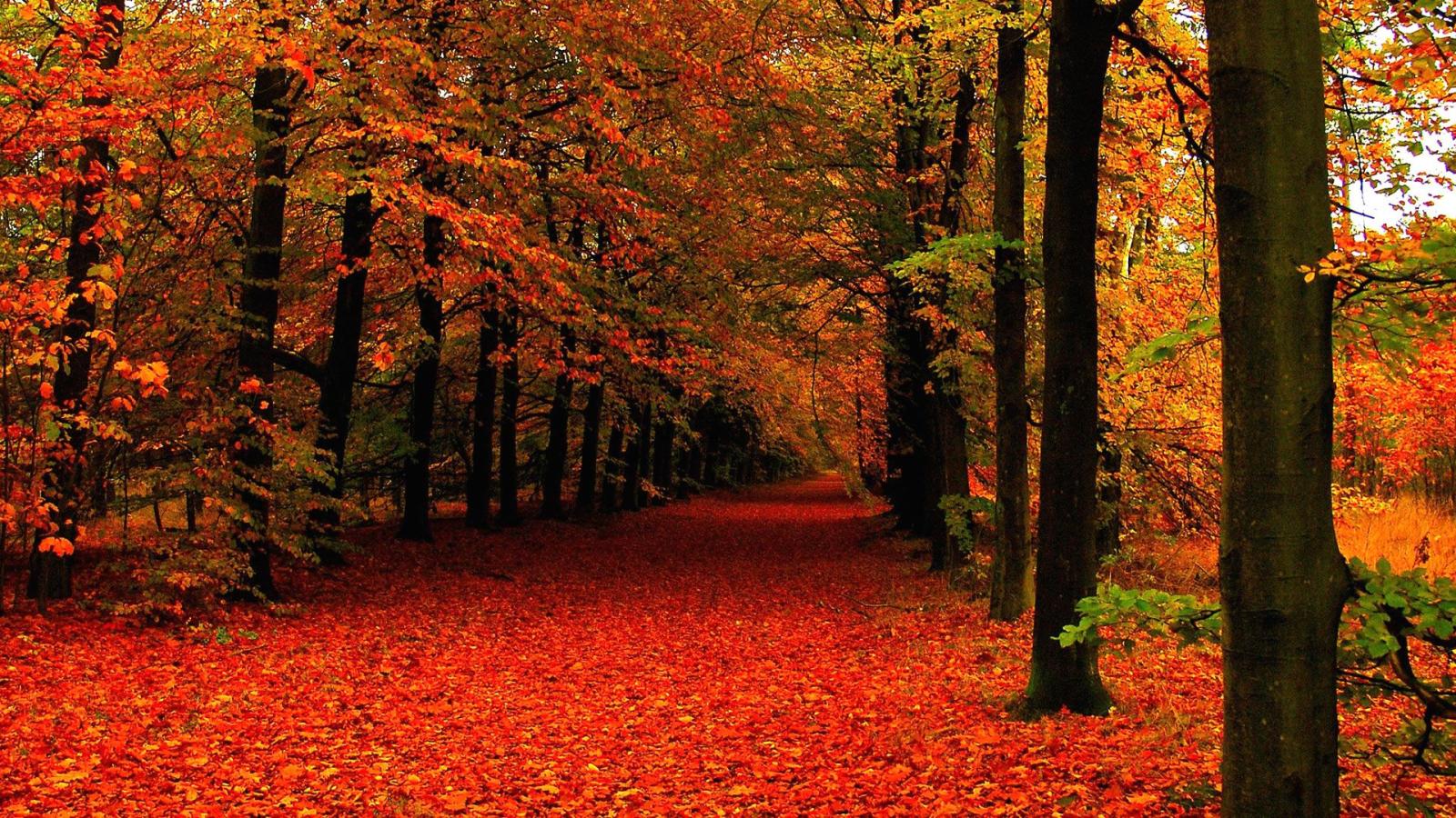 1920x1080 Group of Autumn Wallpapers Hdautumn High