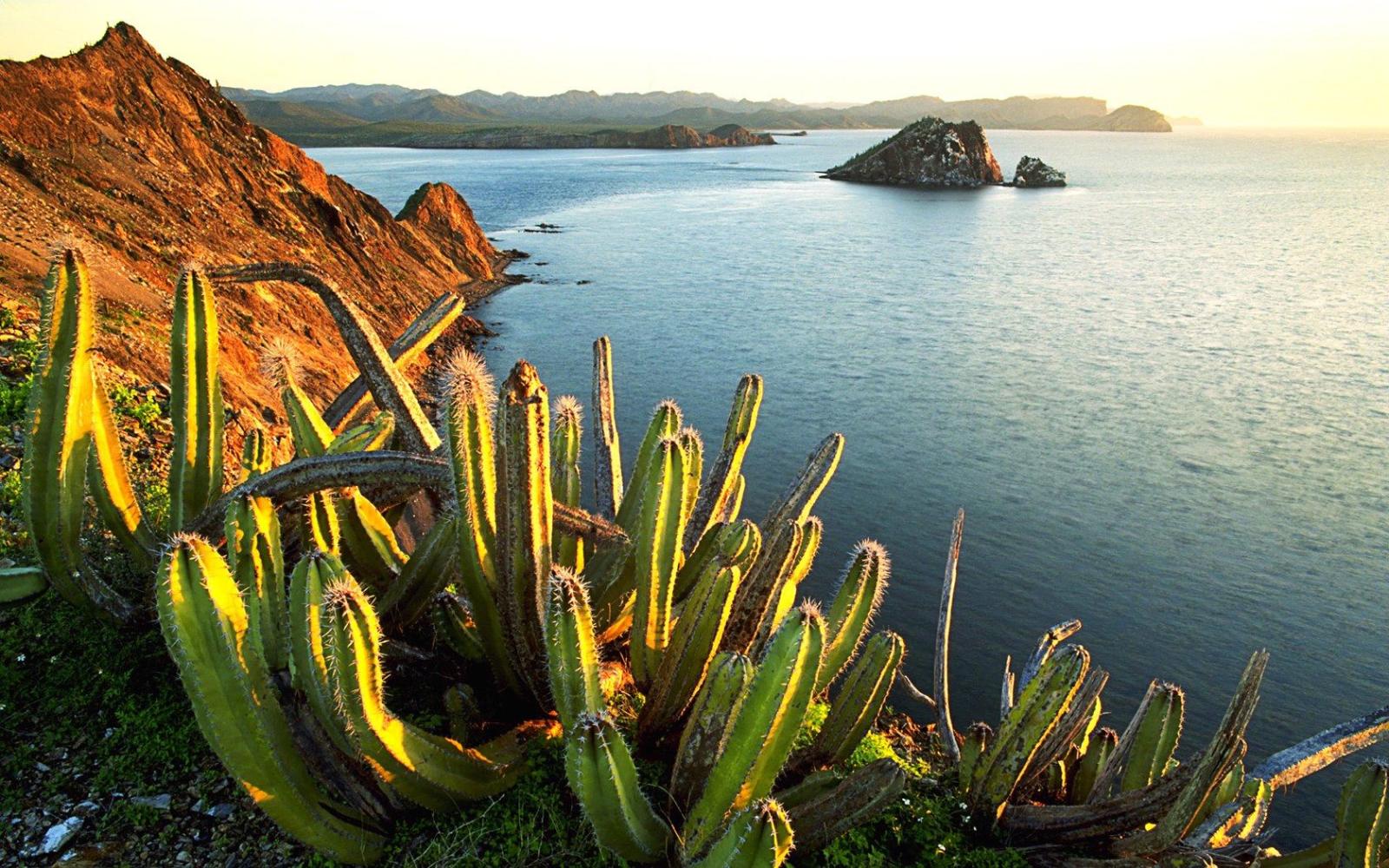 1680x1050 Senita Cacti Growing on Isla Datil.Mexico 1680x1050 NO.22 Desktop