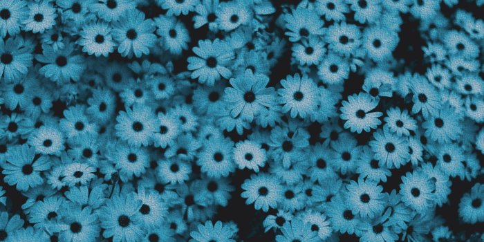 2560x1440 Royal Blue Flowers HD Wallpapers - Top Free Royal Blue Flowers HD