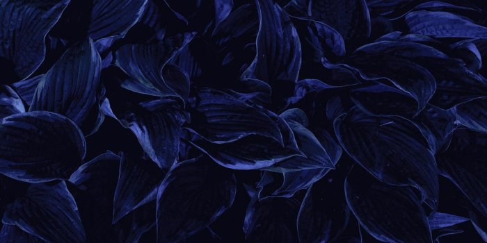 1095x730 Dark Flowers by wchild | objects and ideas | Dark blue flowers, Dark
