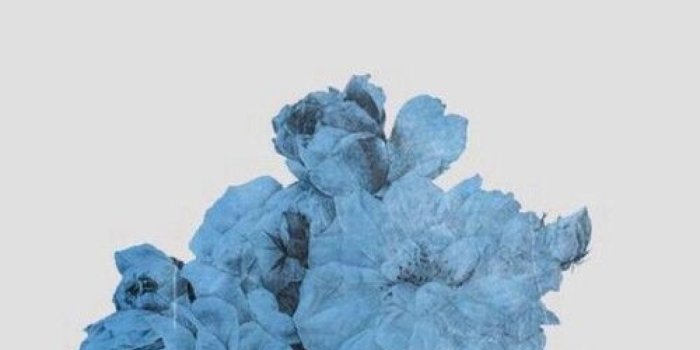 1368x855 Blue Aesthetic Flower Wallpapers - Top Free Blue Aesthetic Flower