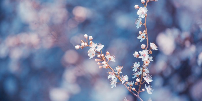 2560x1600 eletragesi: Blue Flowers Tumblr Background Images