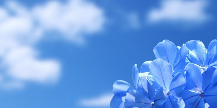 1920x1080 HD Flowers Wallpaper For Desktop #7000598