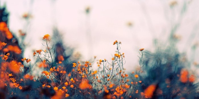 1920x1080 1920x1080 Field of Orange Flowers desktop PC and Mac wallpaper