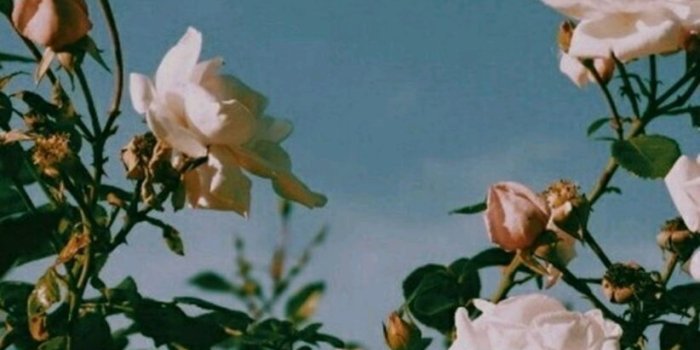 822x1280 28+] Aesthetic Flowers Wallpapers on WallpaperSafari