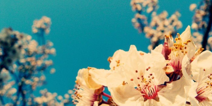 2560x1440 Hipster Flower Backgrounds (51+ images)