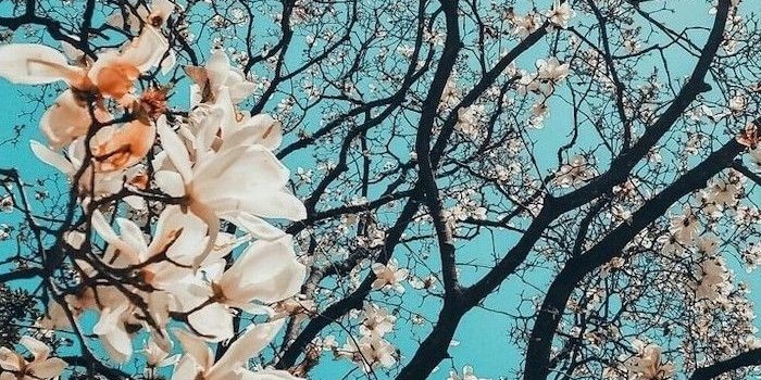 700x1241 ▷ 1001 + spring wallpaper images for your phone and desktop computer