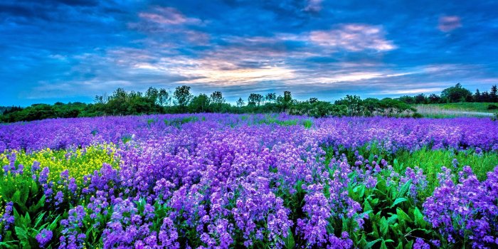 3603x2032 60+ Field of Purple Flowers Wallpapers - Download at WallpaperBro