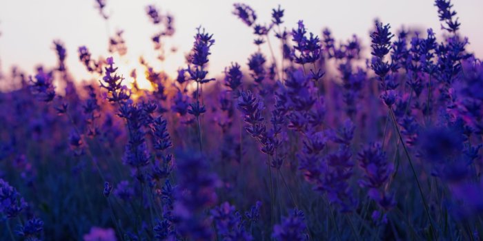 2560x1600 Violet Flowers HD Wallpapers