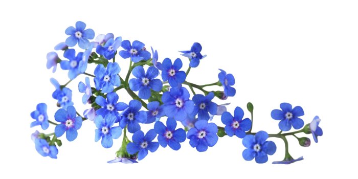 2193x1367 Forget Me Not Flower Wallpapers Images Photos Pictures Backgrounds