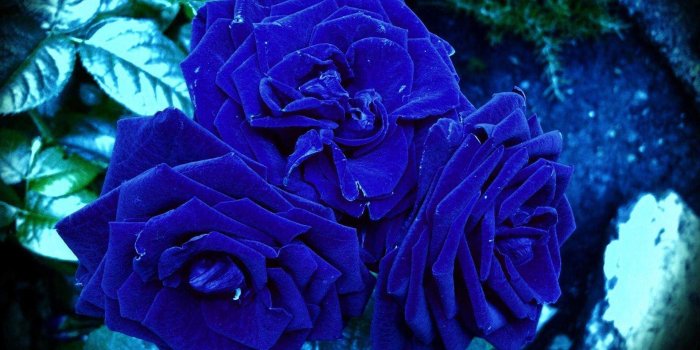1920x1200 61+ Blue Roses Wallpapers on WallpaperPlay