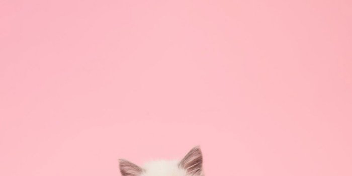 1125x2436 31 HD Girly iPhone Wallpapers for iPhone 6/6S/7/8/X/XS/XR