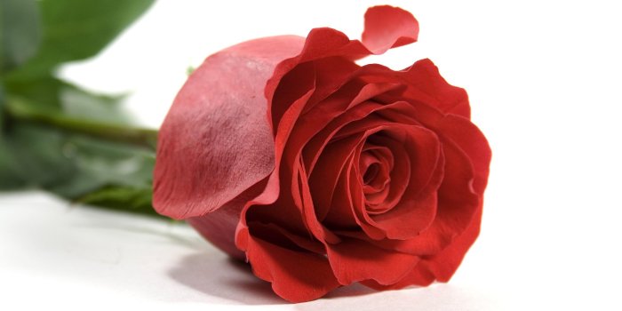 2560x1600 Single Red Rose Wallpapers