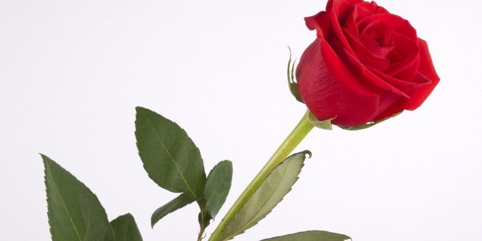 2560x1560 Single Red Rose Wallpapers | wallpapers | Single