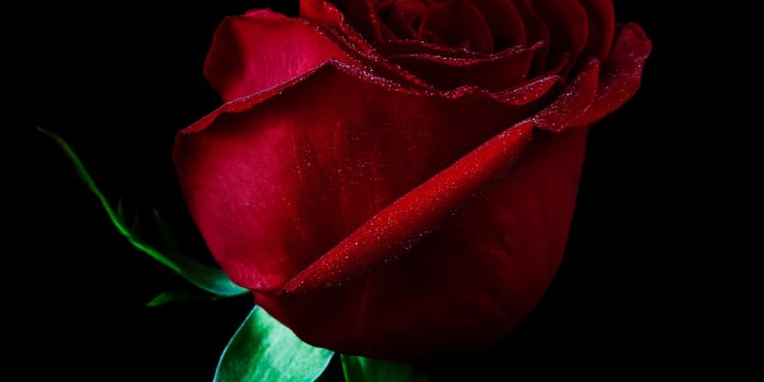 2560x1920 Single Red Rose Wallpapers For Mobile - HD Image Flower and Rose