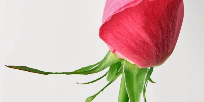 1136x1600 Free Wallpapers Red Rose Love single 2014http://my143rose.blogspot.com/