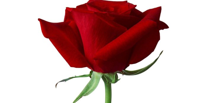 1600x1000 Single Red Rose Wallpapers