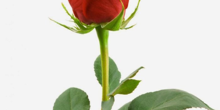 1000x1312 Free download Single Red Roses With White Background And Beatifull