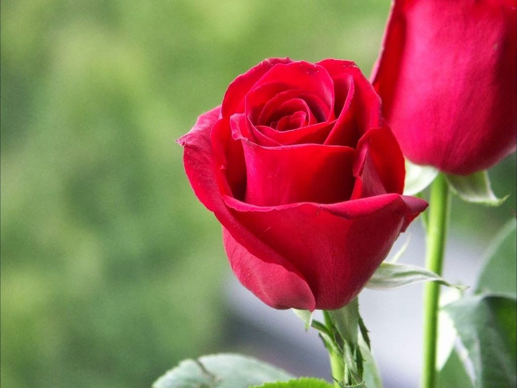 1024x768 Red Rose Lovehttp://my143rose.blogspot.com/
