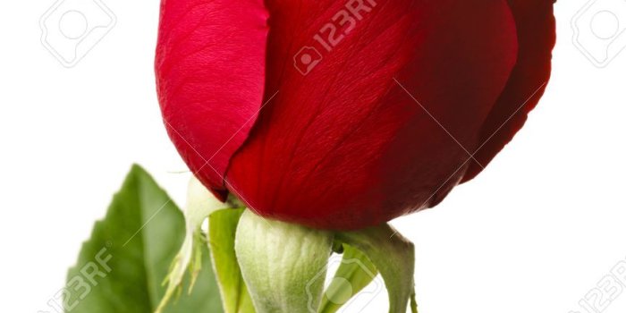 865x1300 Single Red Rose Single Red Rose Images Hd Wallpaper - Single Red