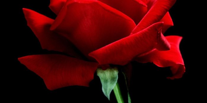 1333x1999 Rose | Nature Wallpapers HQ #2 » a-single-red-rose | Flowers