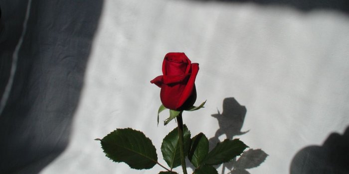 1024x768 Exclusive Wallpapers On Beautiful Flowers - The Flower Expert