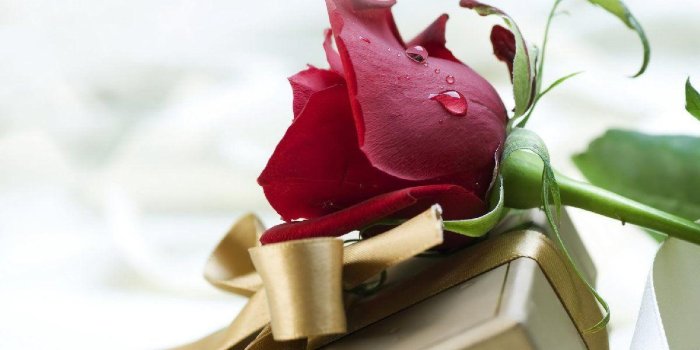 1200x750 Single Red Rose Wallpapers