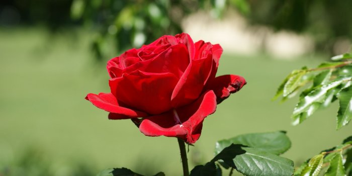 2288x1520 Free Red Rose, Download Free Clip Art, Free Clip Art on Clipart Library