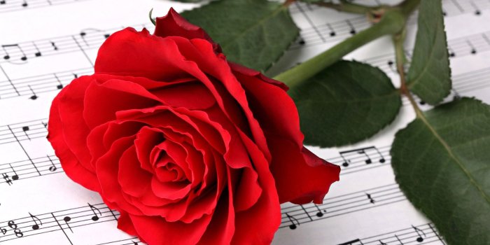 1704x1080 Red Rose Wallpaper Free Download - Red Rose Single Pic Hd, Hd