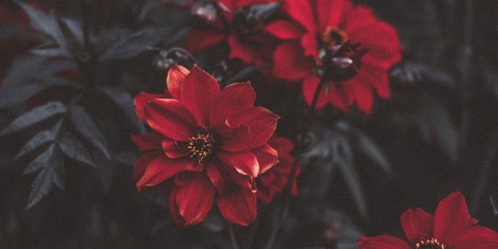 900x1600 Red Flower | Red Plants & Flowers | Red flower wallpaper, Red