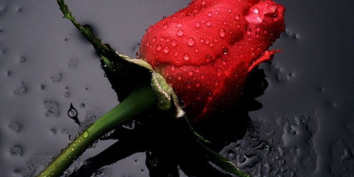 1024x768 Single Red Rose Flowers Flower HD Wallpapers, Images, Single Red