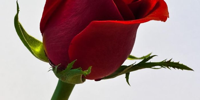 768x1024 Single - Single Red Roses Hd (#609155) - HD Wallpaper Download