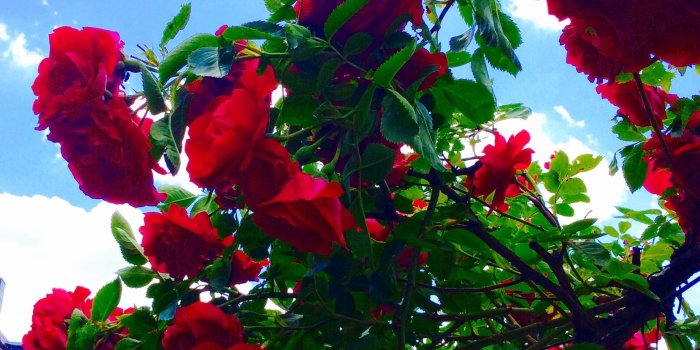 1936x2592 Aesthetic Rose Flowers Wallpapers - Top Free Aesthetic Rose Flowers