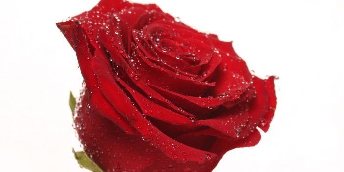 1600x1000 beautiful Single roses Rose | Single Red Rose Wallpapers for Desktop