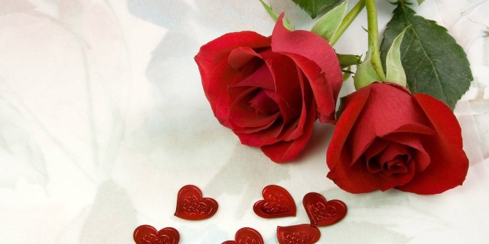 1600x1200 Beautiful Single Red Rose Wallpapers on MarkInternational.info