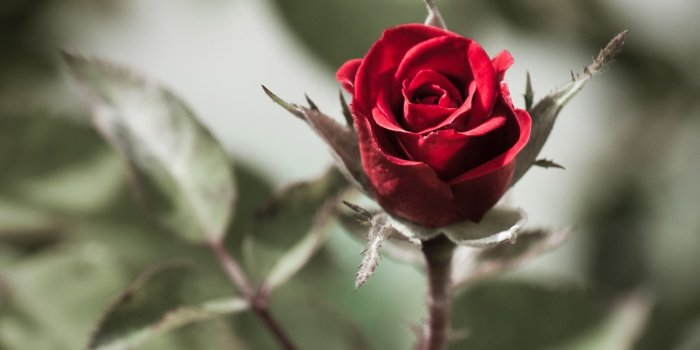 1920x1080 Red Rose Desktop Wallpapers Group (92+)