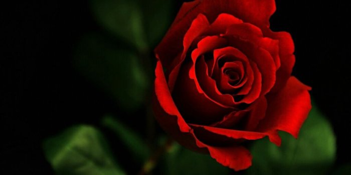 1024x768 16286 red rose desktop wallpaper
