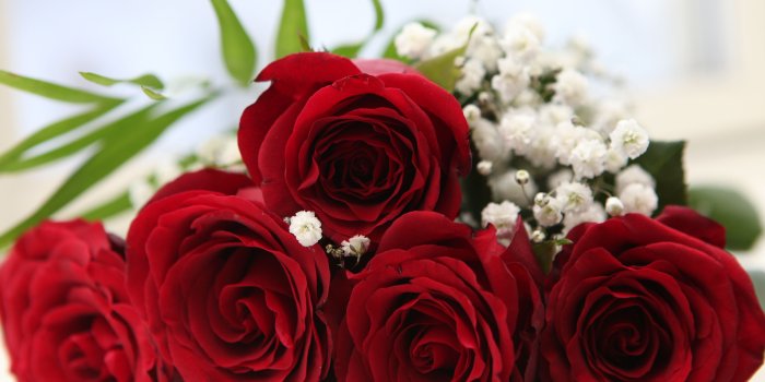 5013x3342 Red rose wallpaper free download Gallery