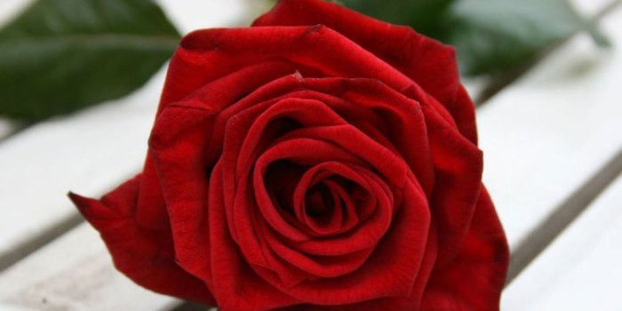 1024x768 Beautiful single red rose wallpapers - SF Wallpaper