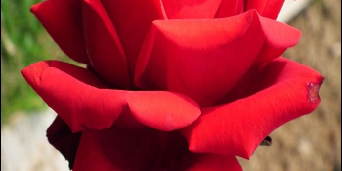 775x1478 A single red rose flower « Wallpaper Tadka