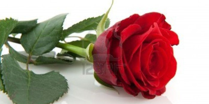 1200x801 Red Rose Wallpapers HD 1200x801 (47) - WallpapersTalk