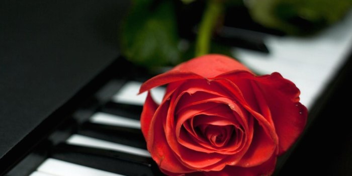 2048x1536 Romantic Single Red Rose Wallpaper | Cool Wallpapers! | HD Backgrounds!